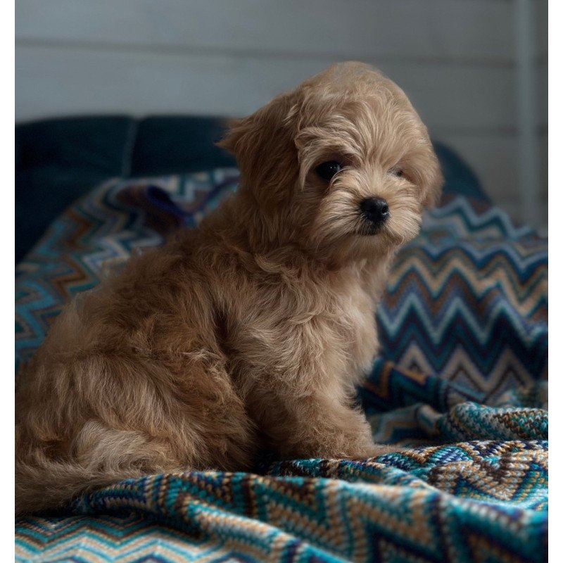 Maltipoo A Emma