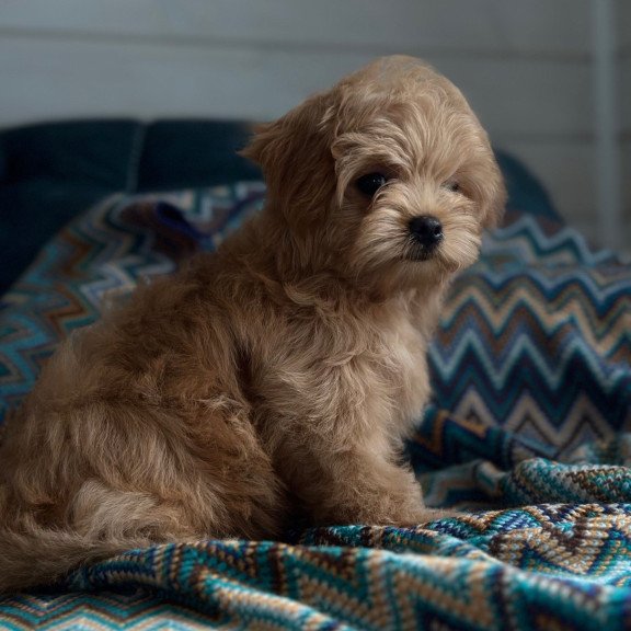 Maltipoo A Emma