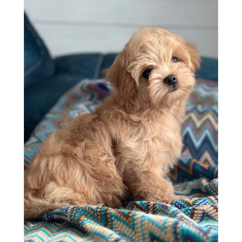 Maltipoo A Emma