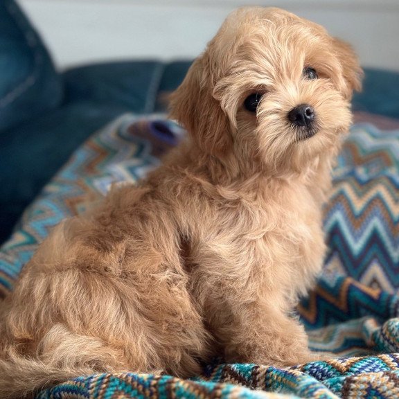 Maltipoo A Emma