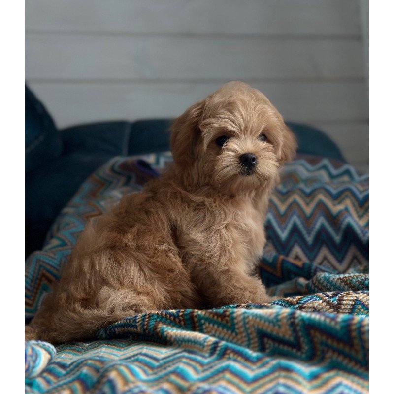 Maltipoo A Emma