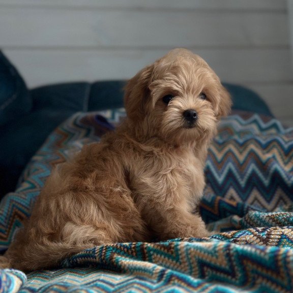 Maltipoo A Emma