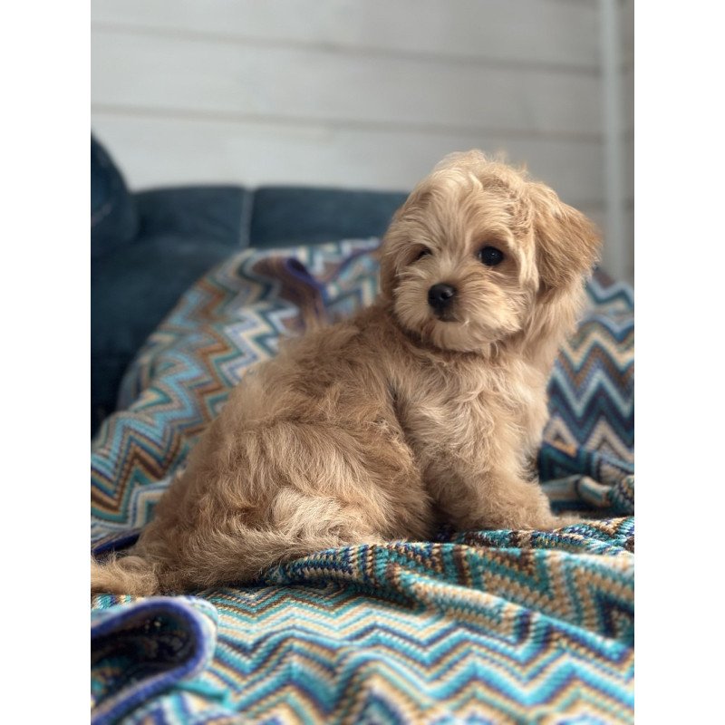 Maltipoo A Emma