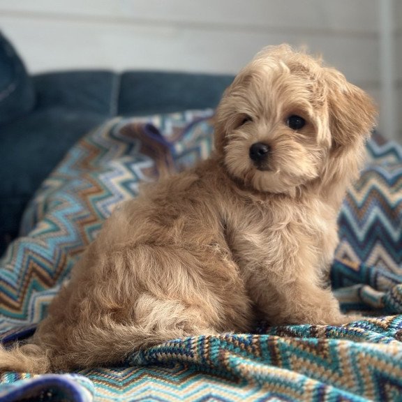 Maltipoo A Emma