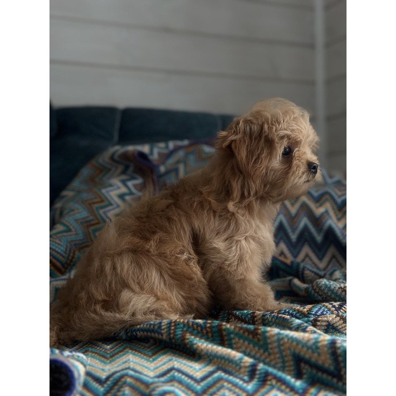 Maltipoo A Emma
