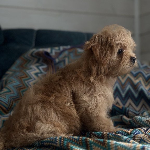 Maltipoo A Emma
