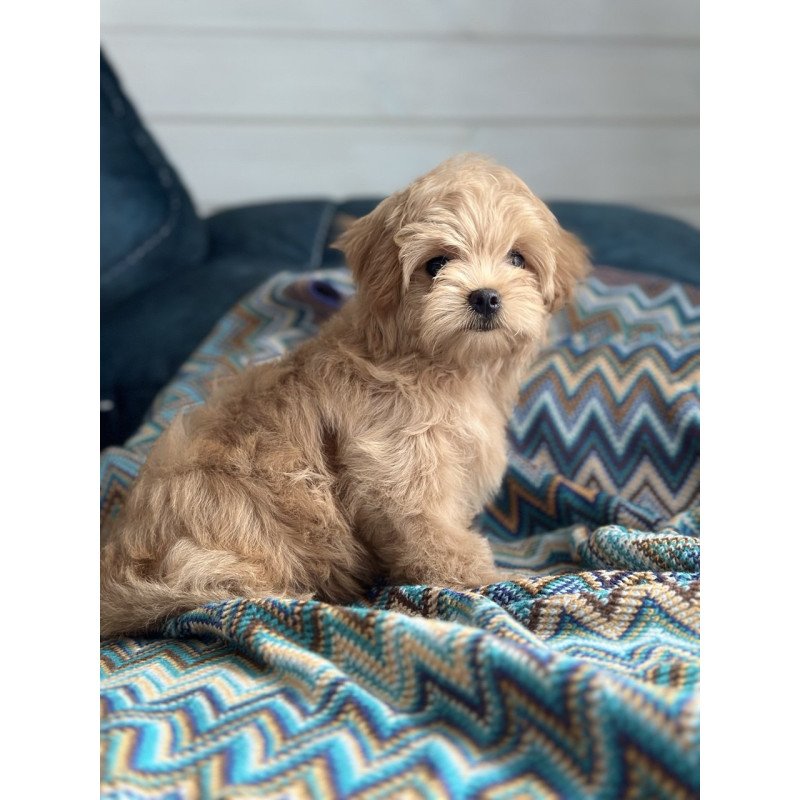 Maltipoo A Emma