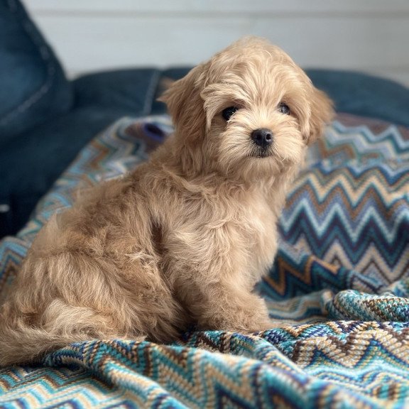 Maltipoo A Emma