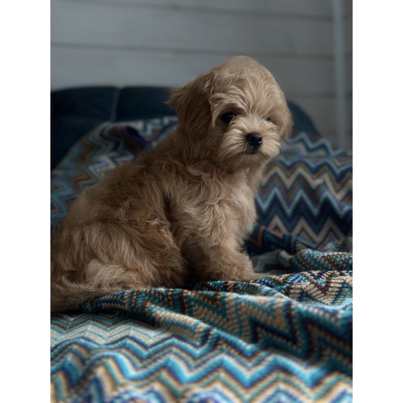 Maltipoo A Emma