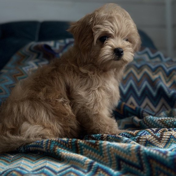 Maltipoo A Emma