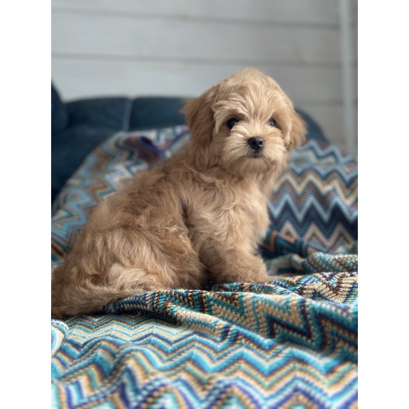 Maltipoo A Emma