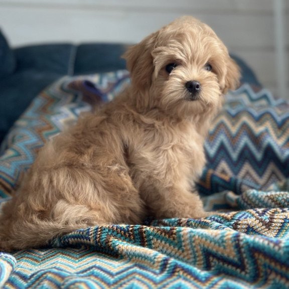Maltipoo A Emma