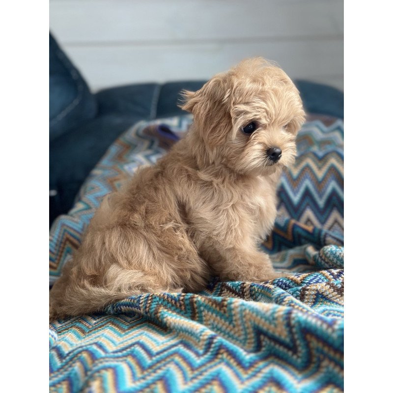 Maltipoo A Emma