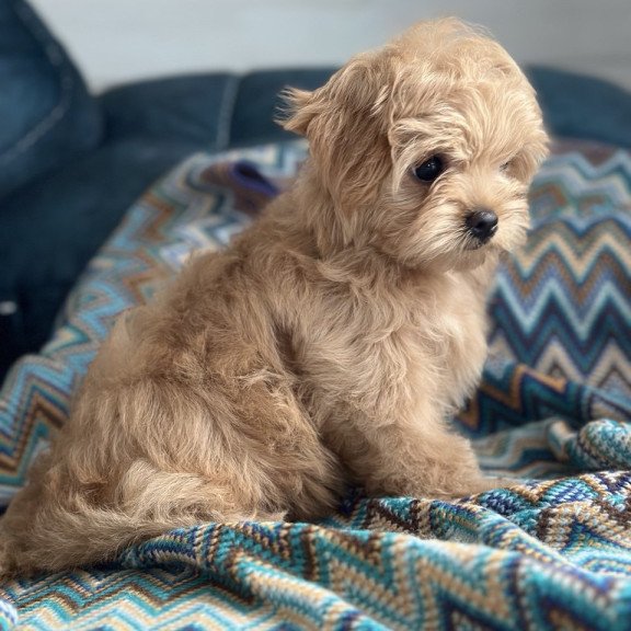 Maltipoo A Emma