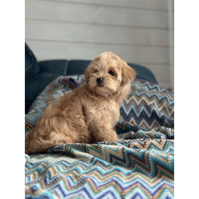Maltipoo A Emma