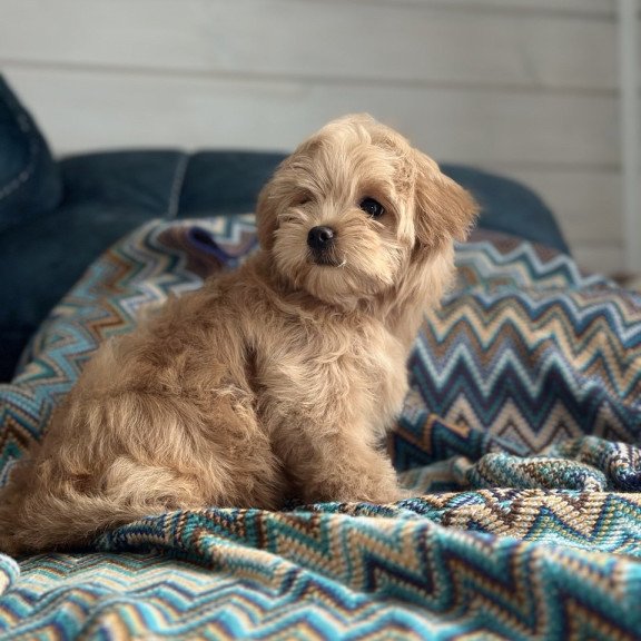 Maltipoo A Emma