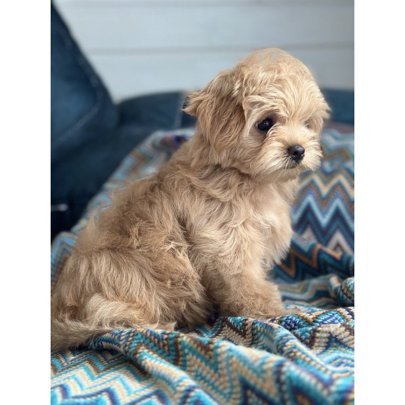 Maltipoo A Emma