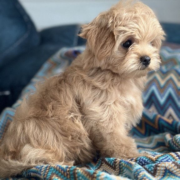 Maltipoo A Emma