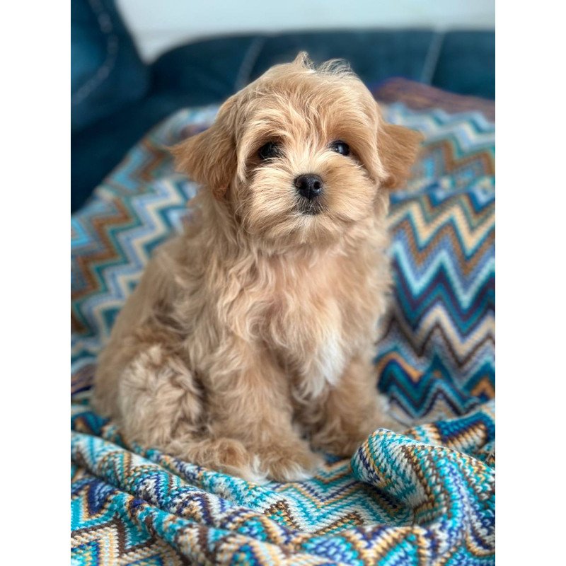 Maltipoo A Rosy