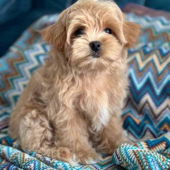 Maltipoo A Rosy