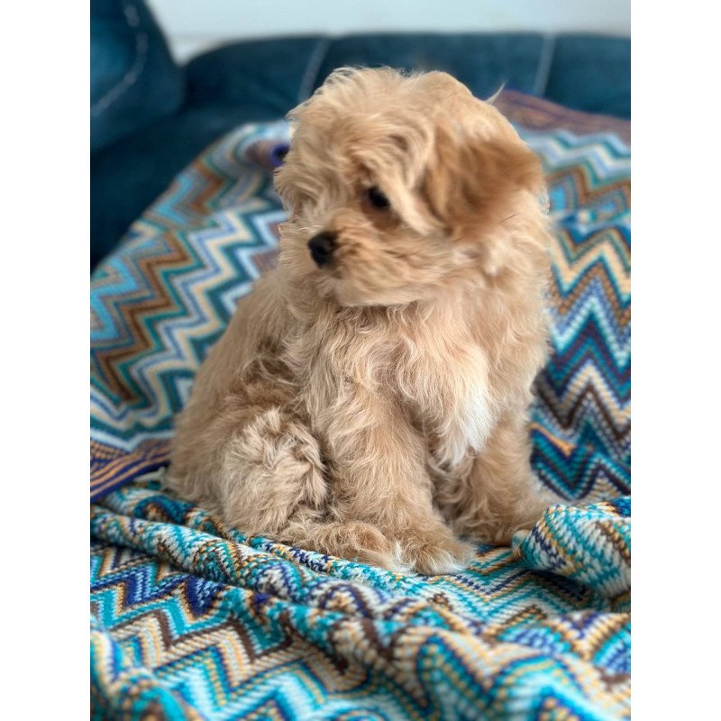 Maltipoo A Rosy