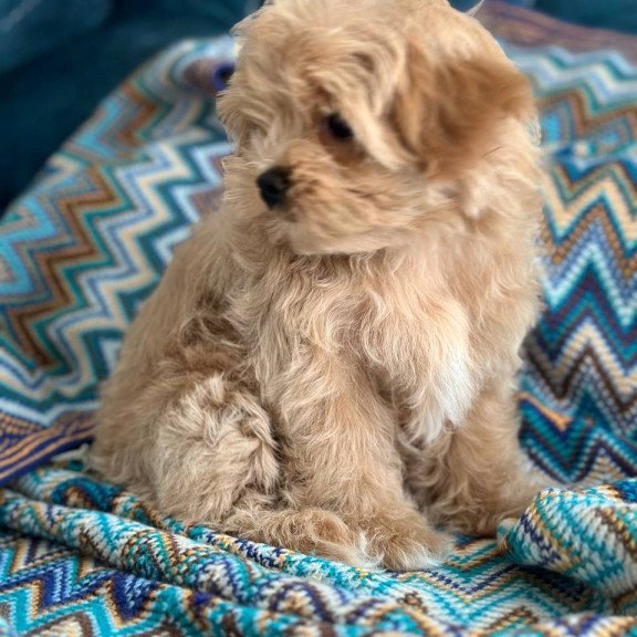 Maltipoo A Rosy