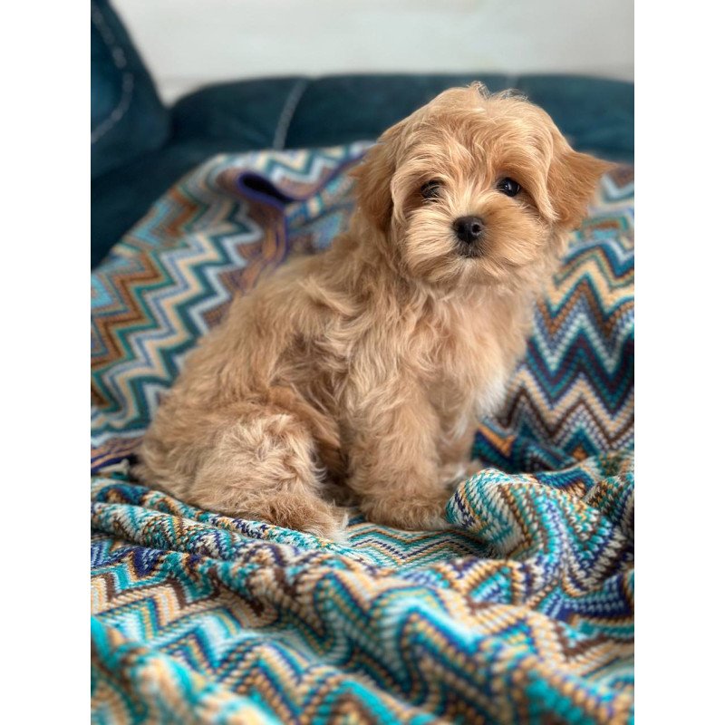 Maltipoo A Rosy