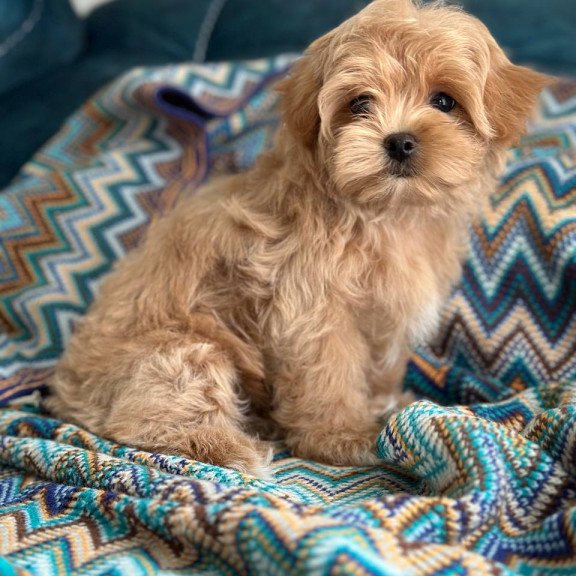 Maltipoo A Rosy