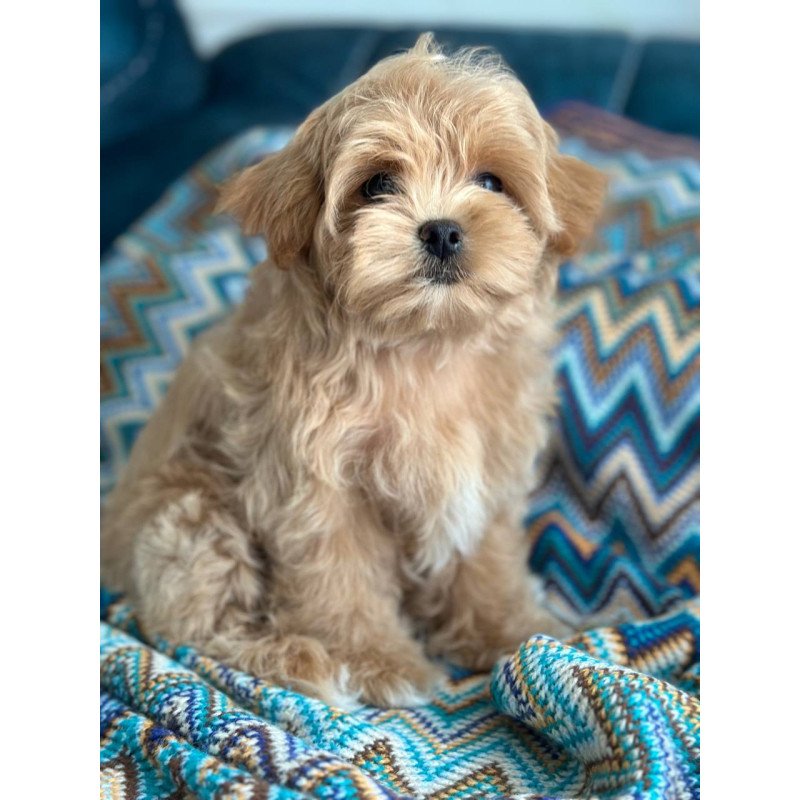 Maltipoo A Rosy