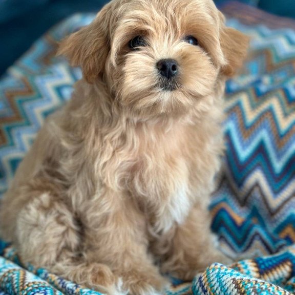 Maltipoo A Rosy