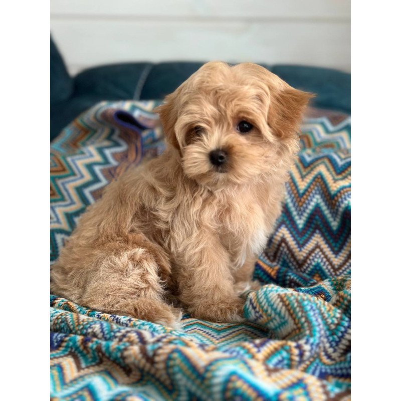 Maltipoo A Rosy