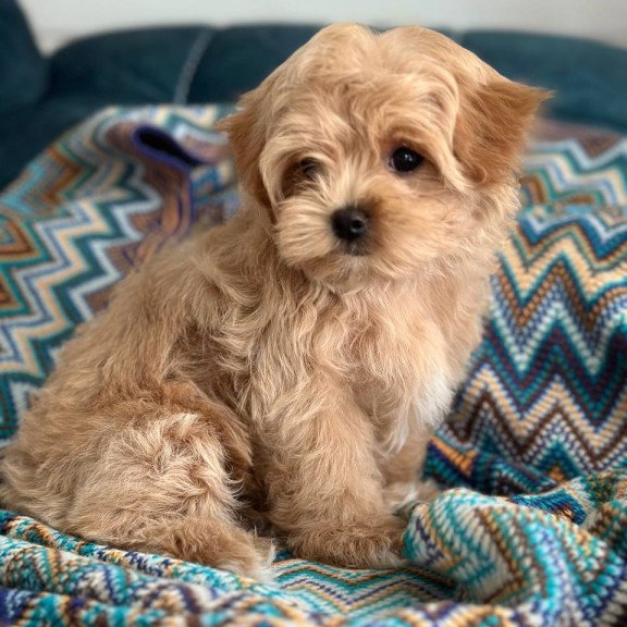 Maltipoo A Rosy