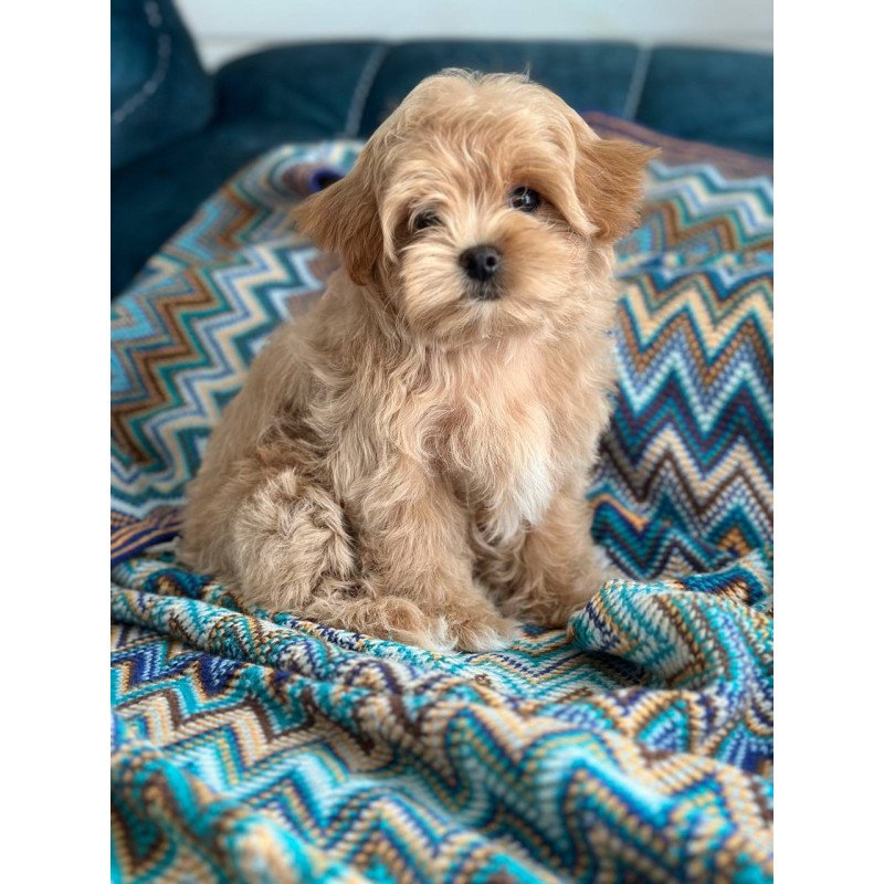 Maltipoo A Rosy