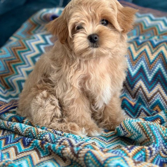 Maltipoo A Rosy