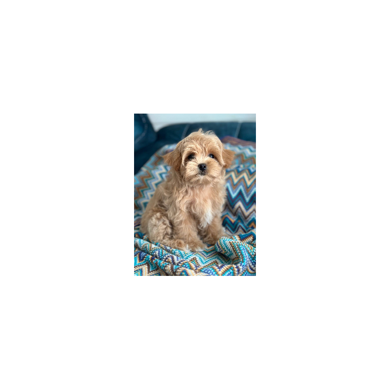 Maltipoo A Rosy