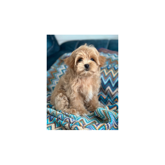 Maltipoo A Rosy