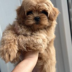 Maltipoo A Pugovka