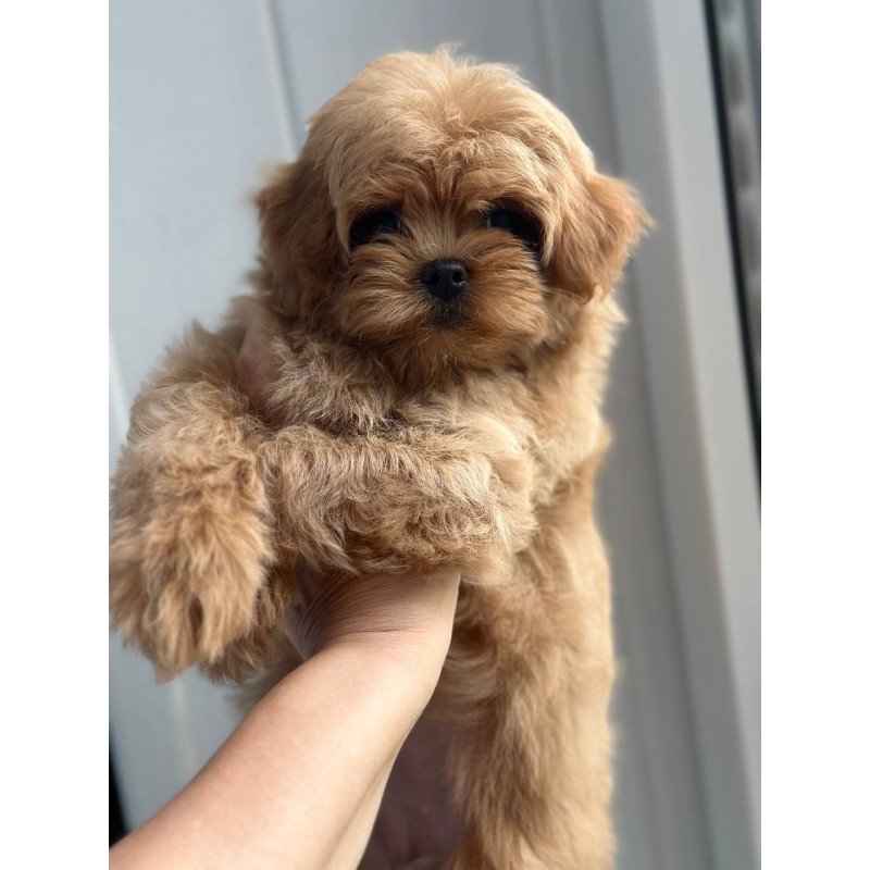 Maltipoo A Pugovka