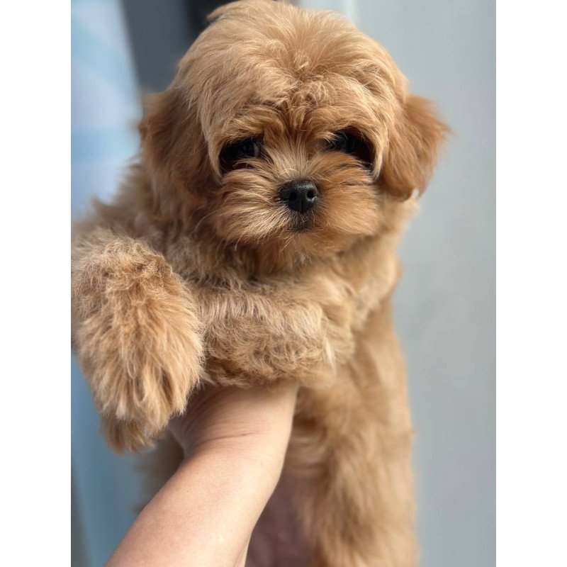 Maltipoo A Pugovka
