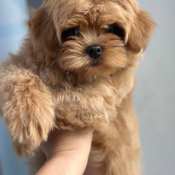 Maltipoo A Pugovka