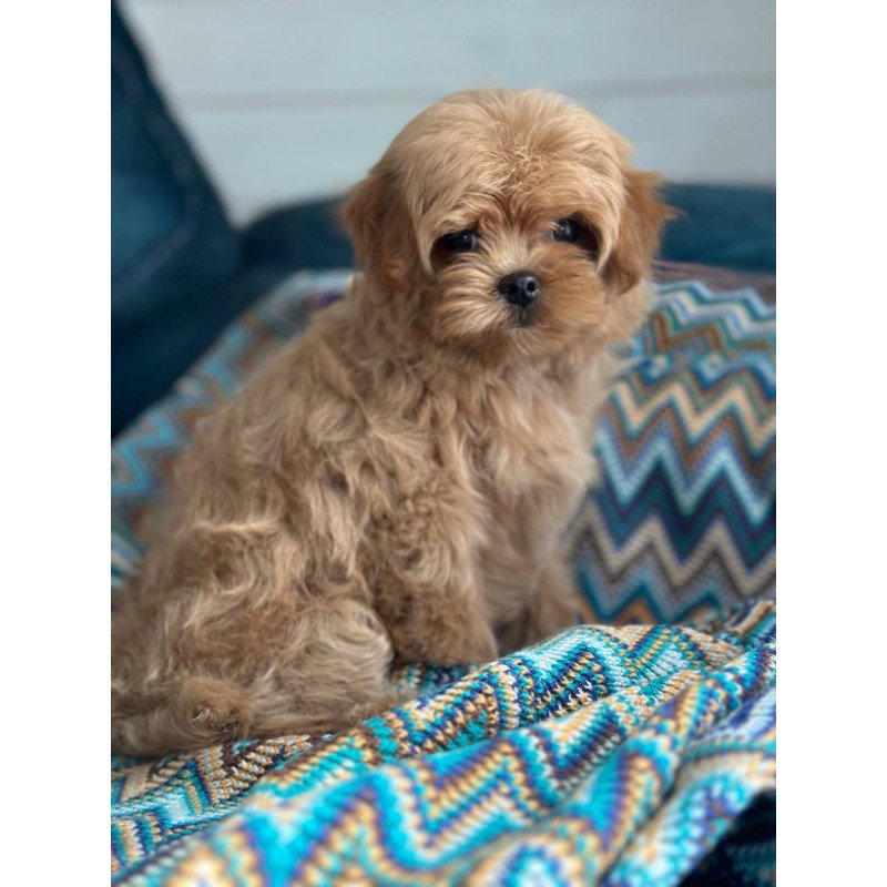 Maltipoo A Pugovka