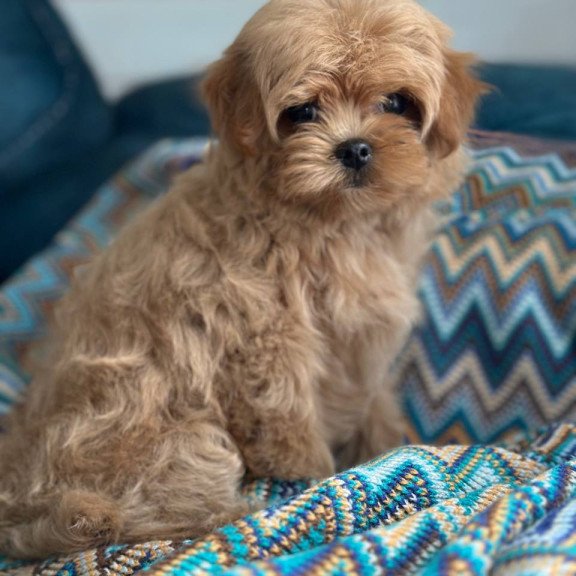 Maltipoo A Pugovka