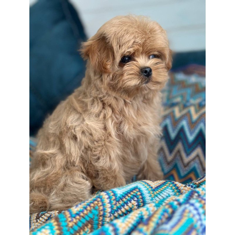 Maltipoo A Pugovka