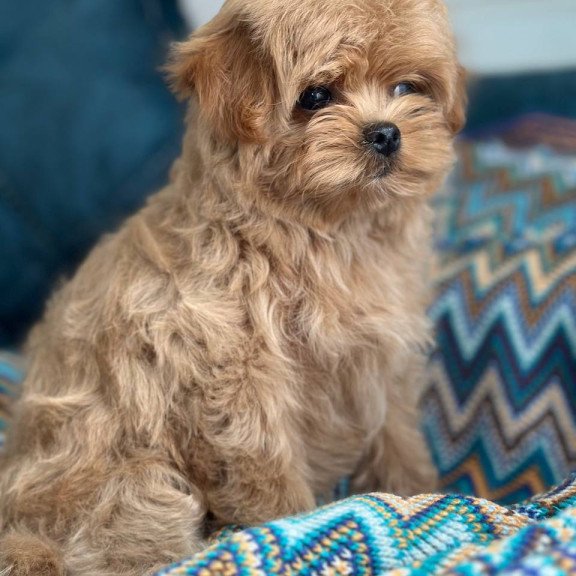 Maltipoo A Pugovka
