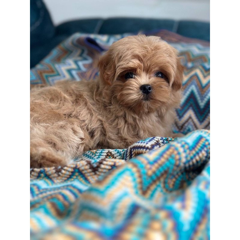 Maltipoo A Pugovka