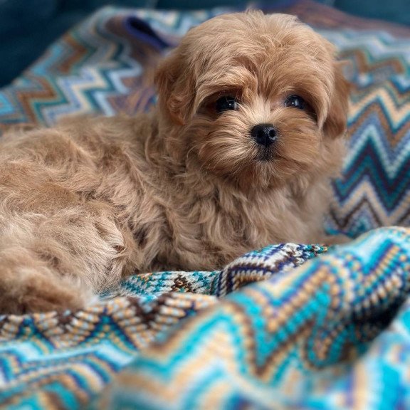 Maltipoo A Pugovka