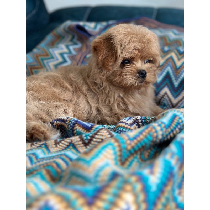 Maltipoo A Pugovka