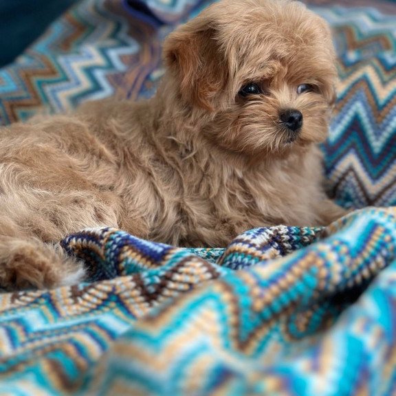 Maltipoo A Pugovka