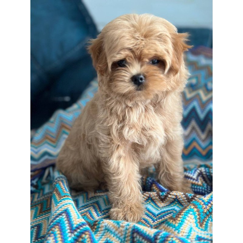 Maltipoo A Pugovka