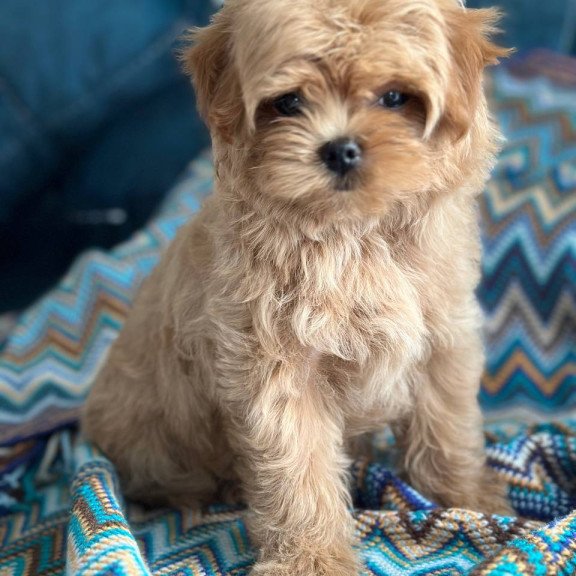 Maltipoo A Pugovka